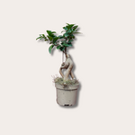 Ficus - microcarpa - 'Ginseng'