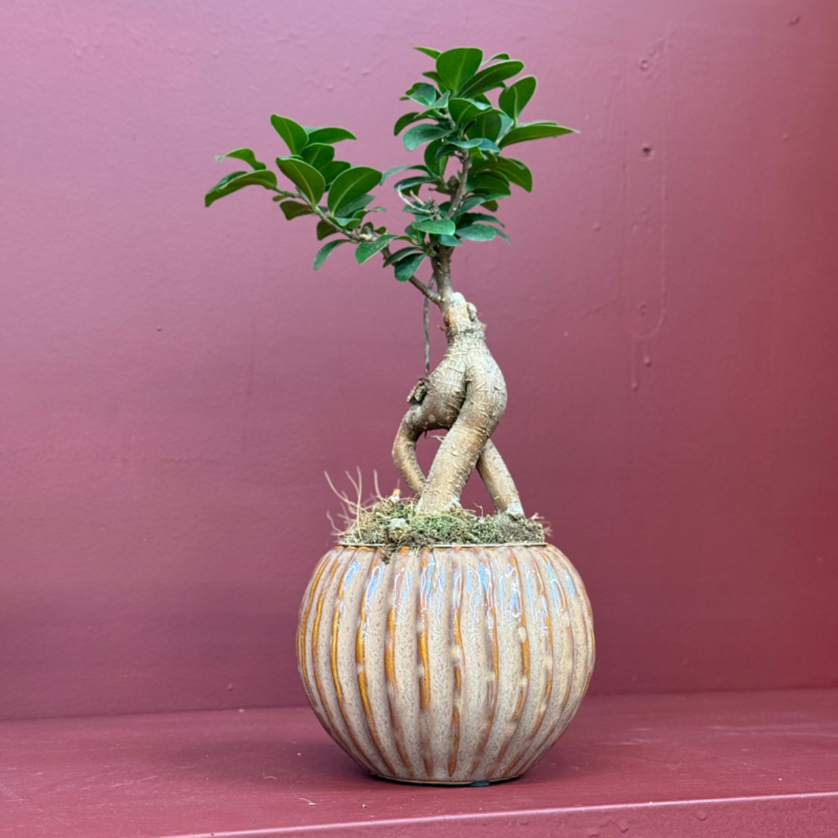 Ficus - microcarpa - 'Ginseng'