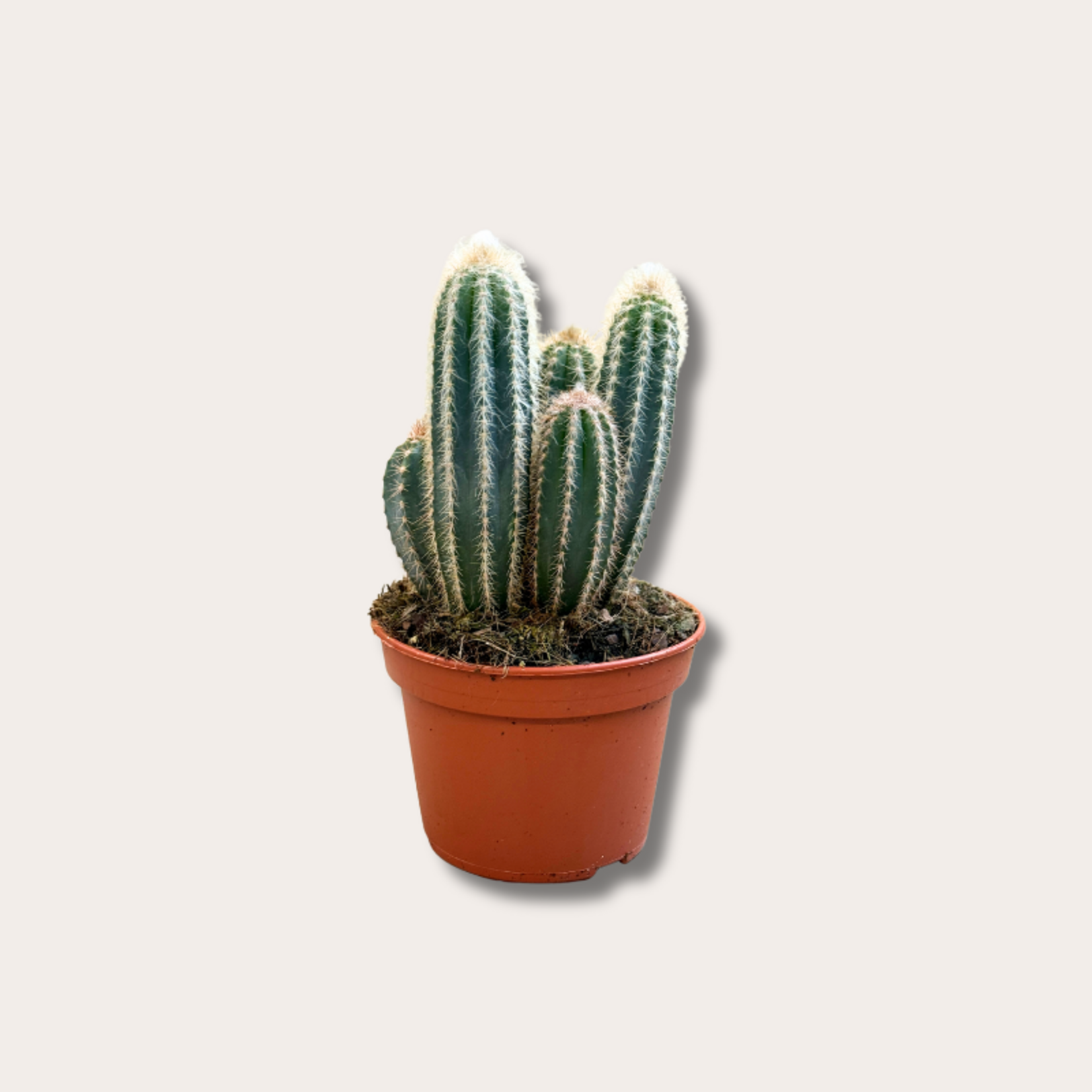Cactus - Myrtillocactus geometrizans