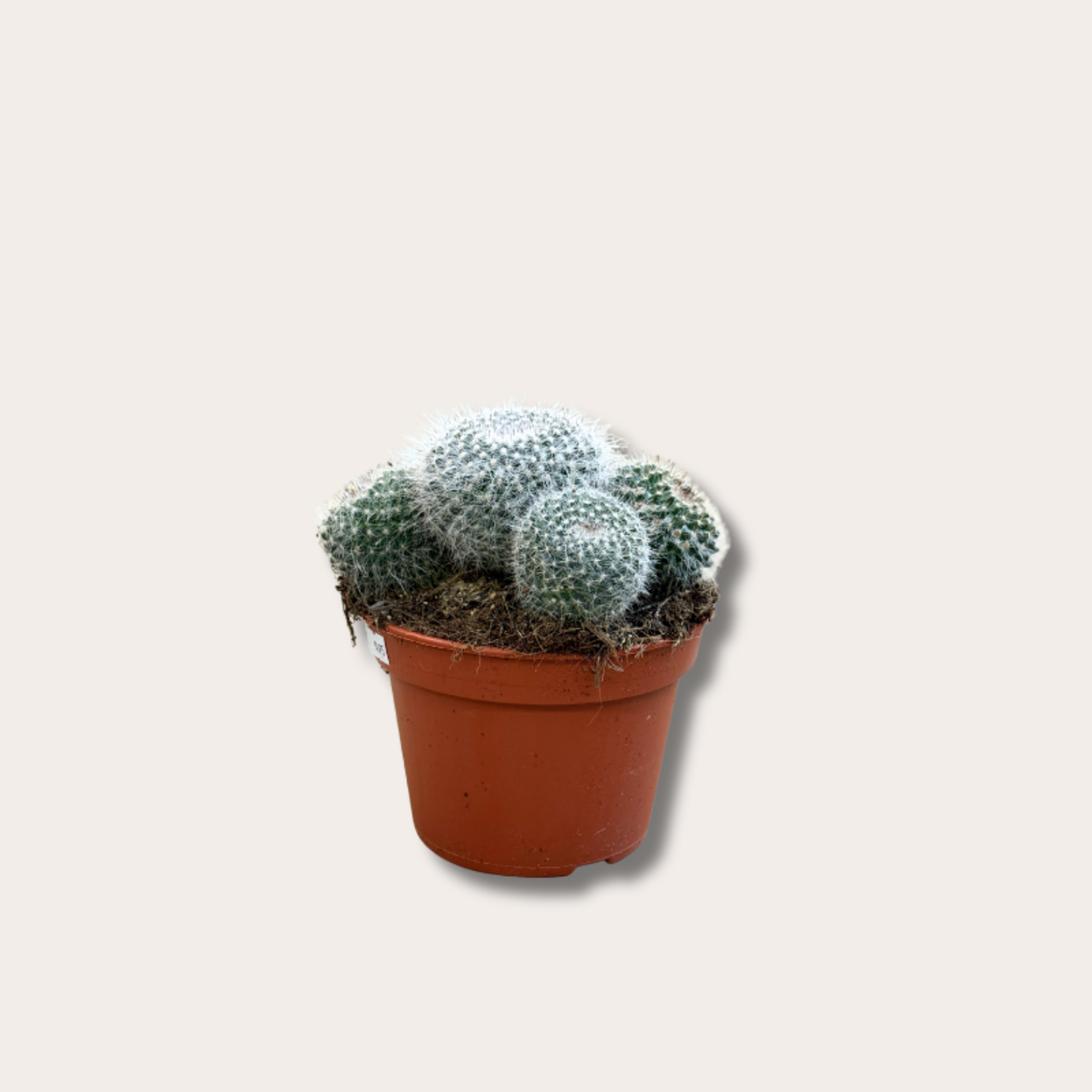Cactus - Mammillaria