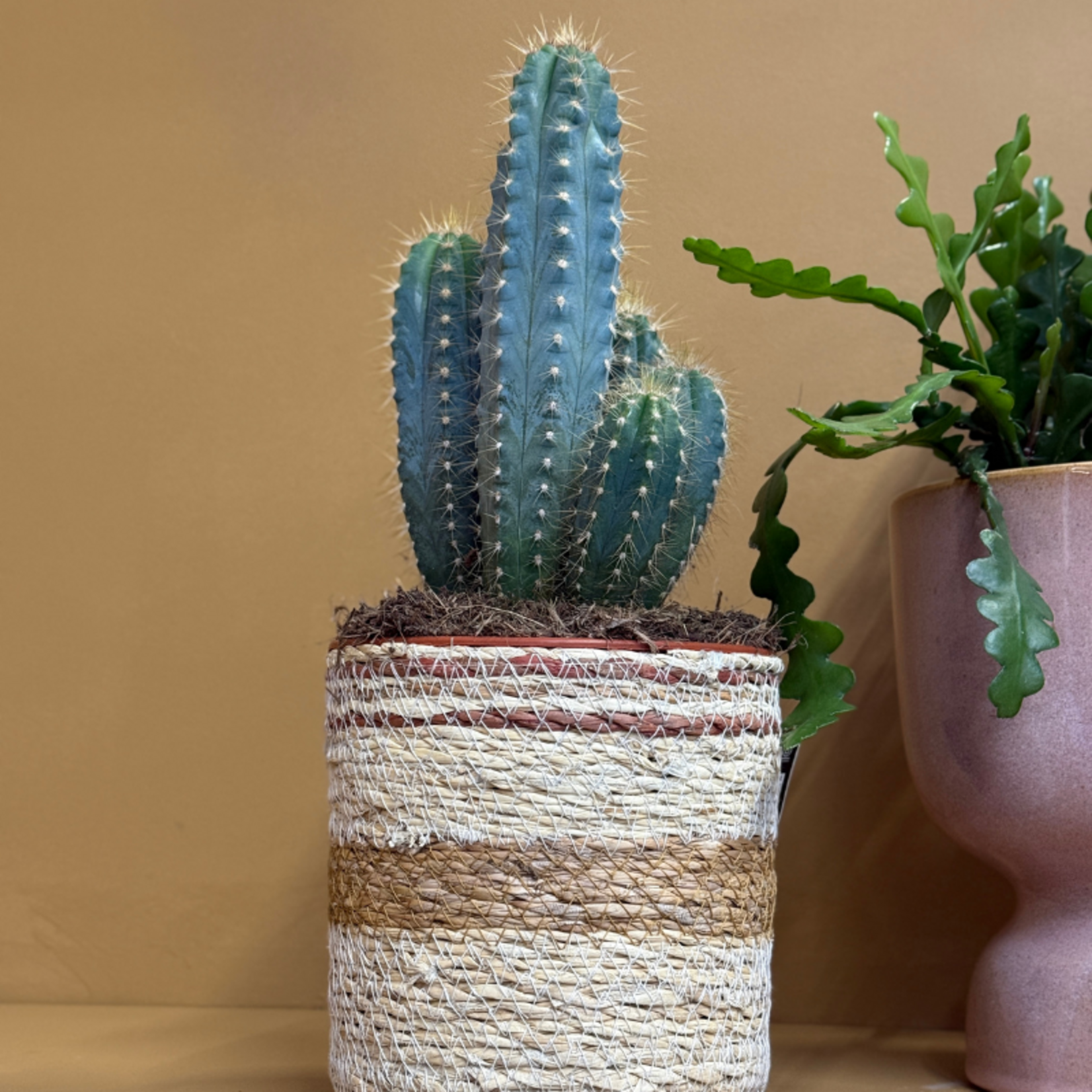 Cactus - Myrtillocactus geometrizans