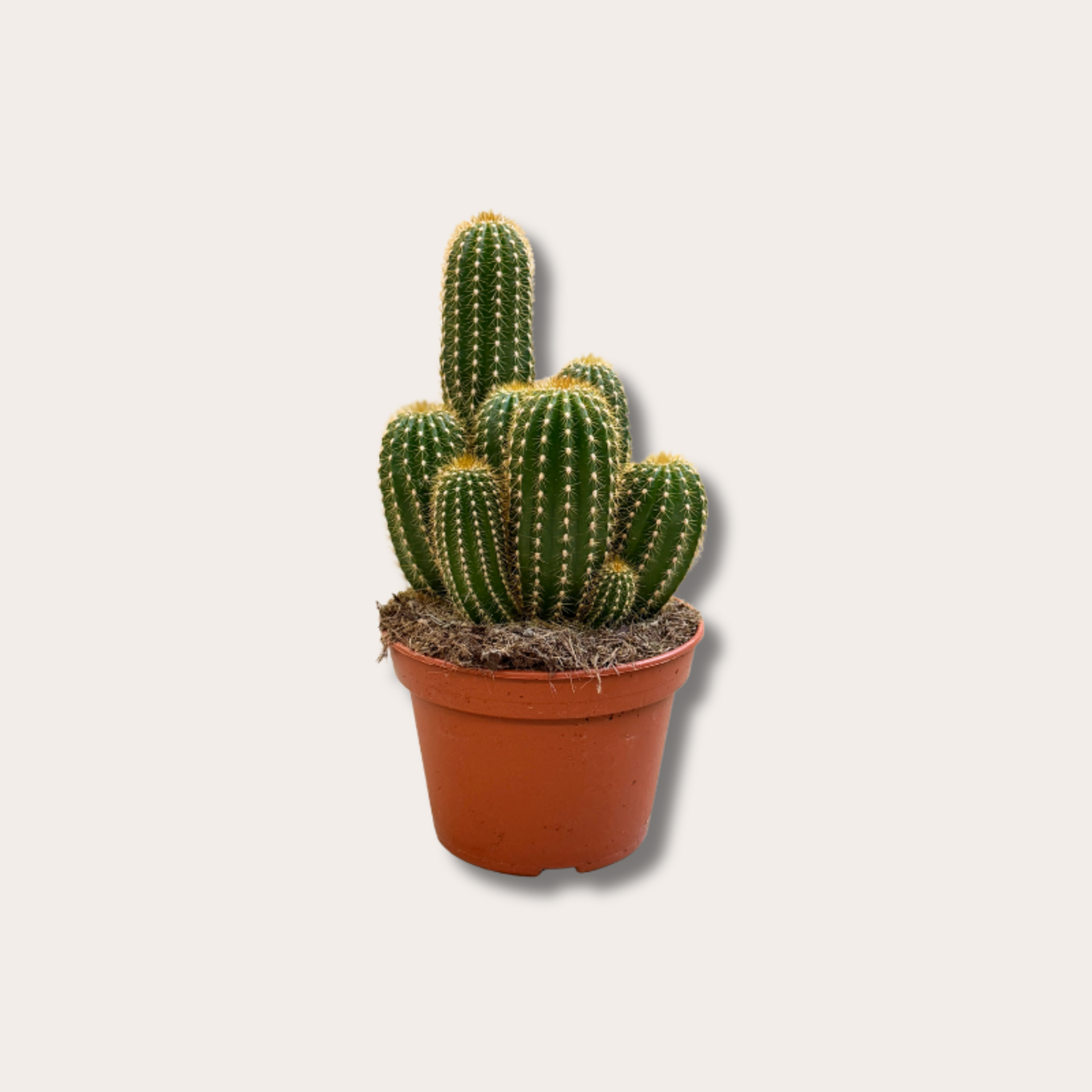 Cactus - Parodia leninghausii