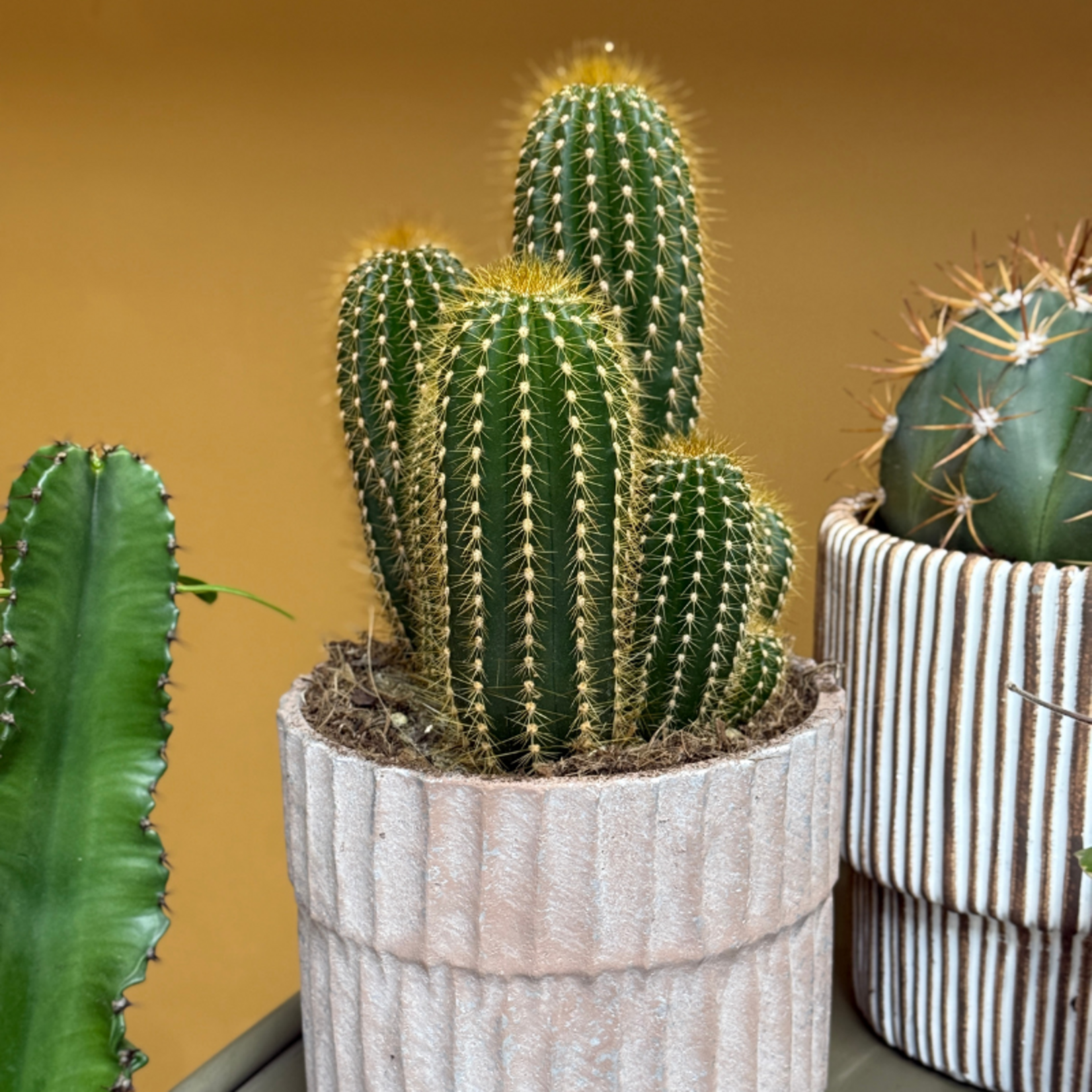 Cactus - Parodia leninghausii