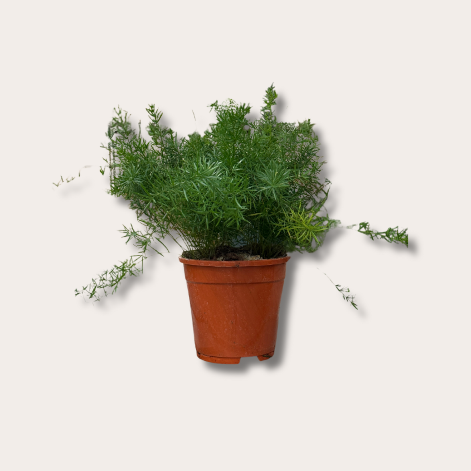 Asparagus - Sprengeri - bush