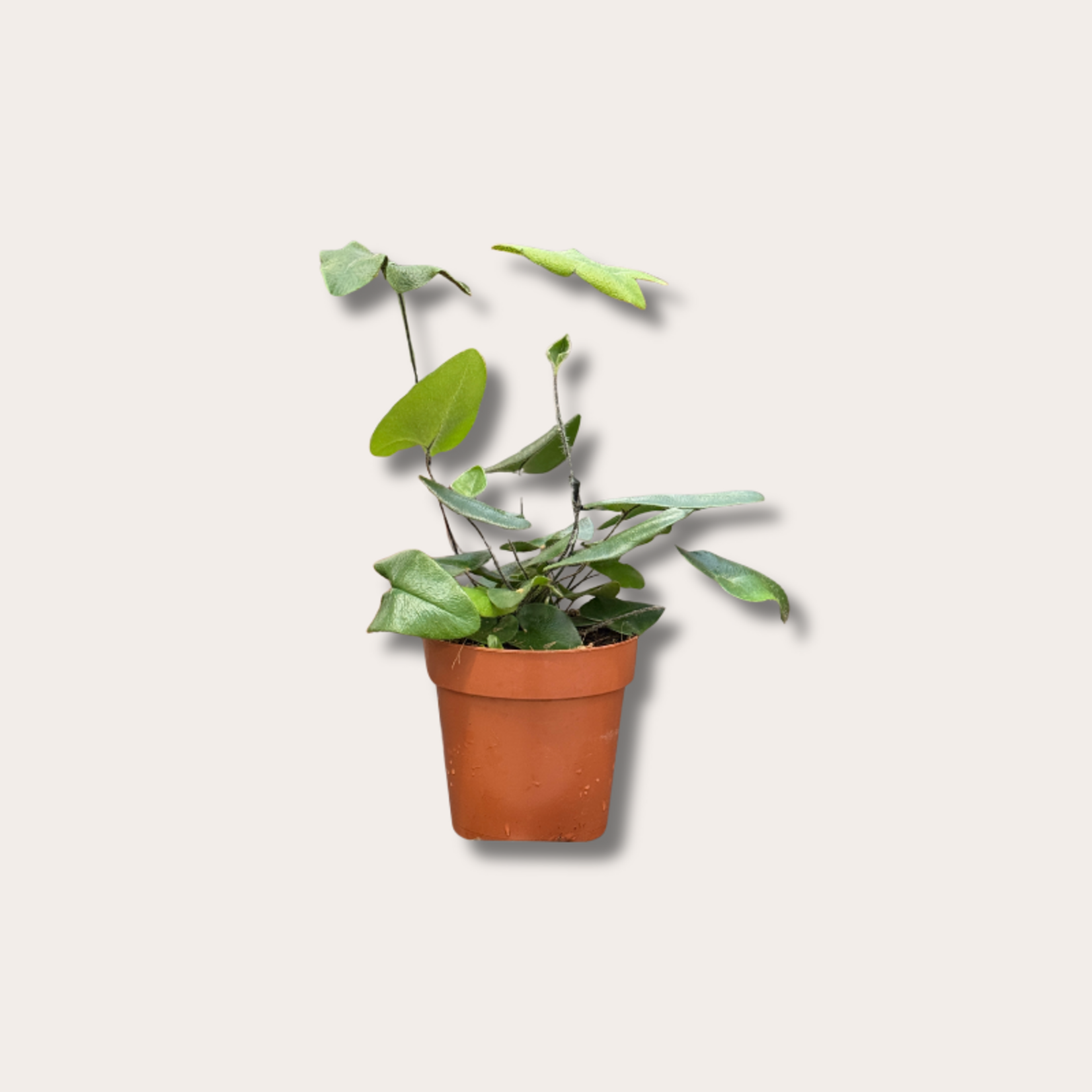 Hemionitis - arifolia