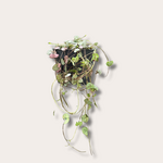 Ceropegia - woodii - Hangpot