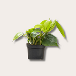 Philodendron - scandens - hartvorm