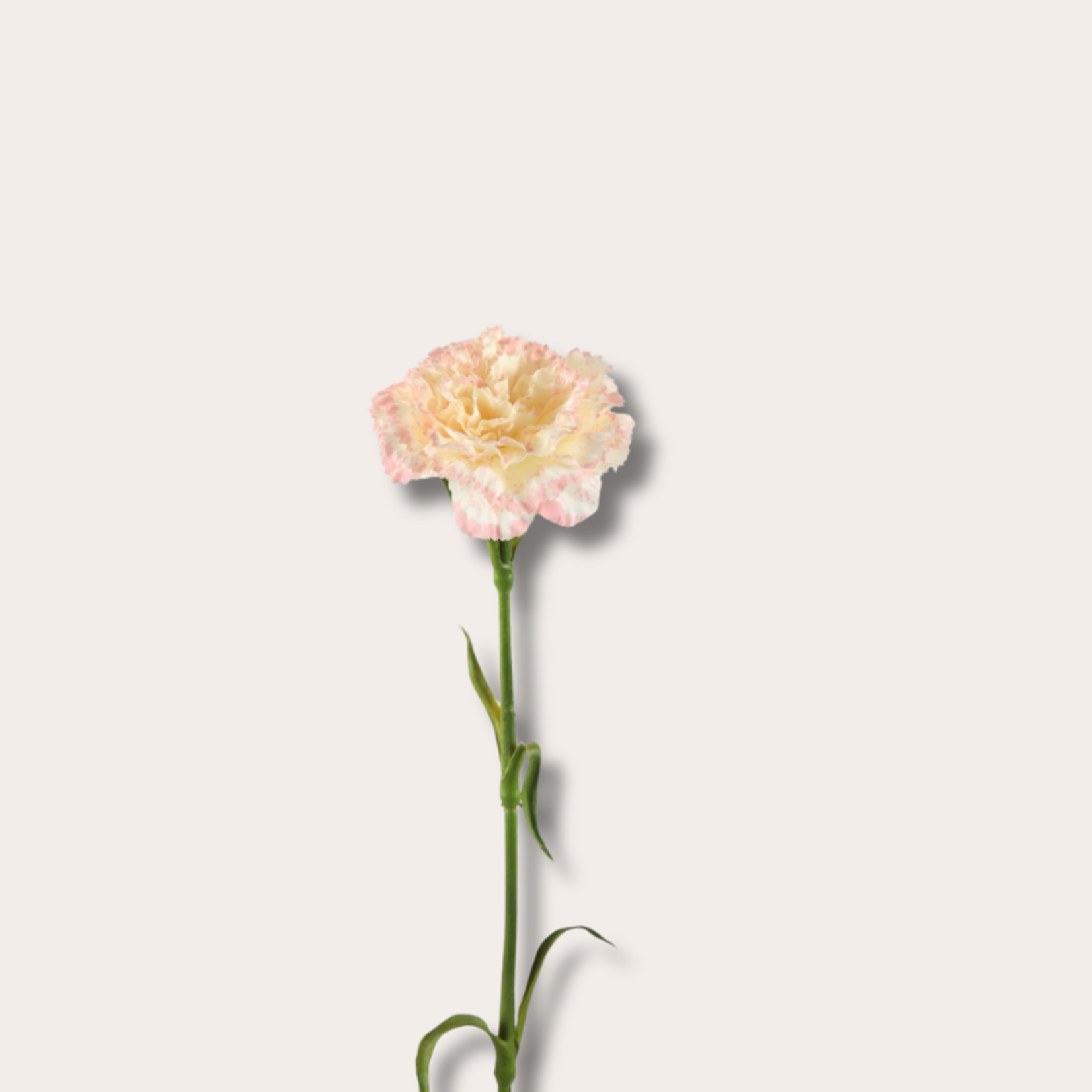 Zijden bloem - Anjer - Wit/roze