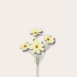 Zijden bloem - Cosmos Spray - Geel