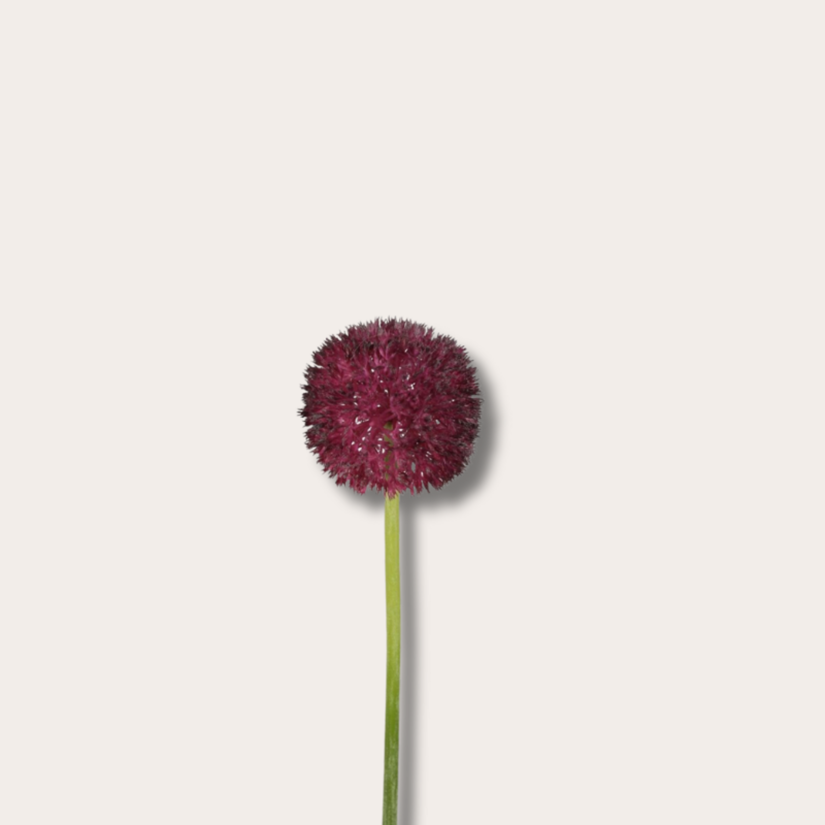 Zijden bloem - Allium Stem - Bordeaux
