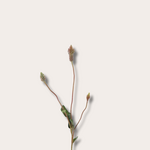 Zijden bloem - Ptilotus Spray