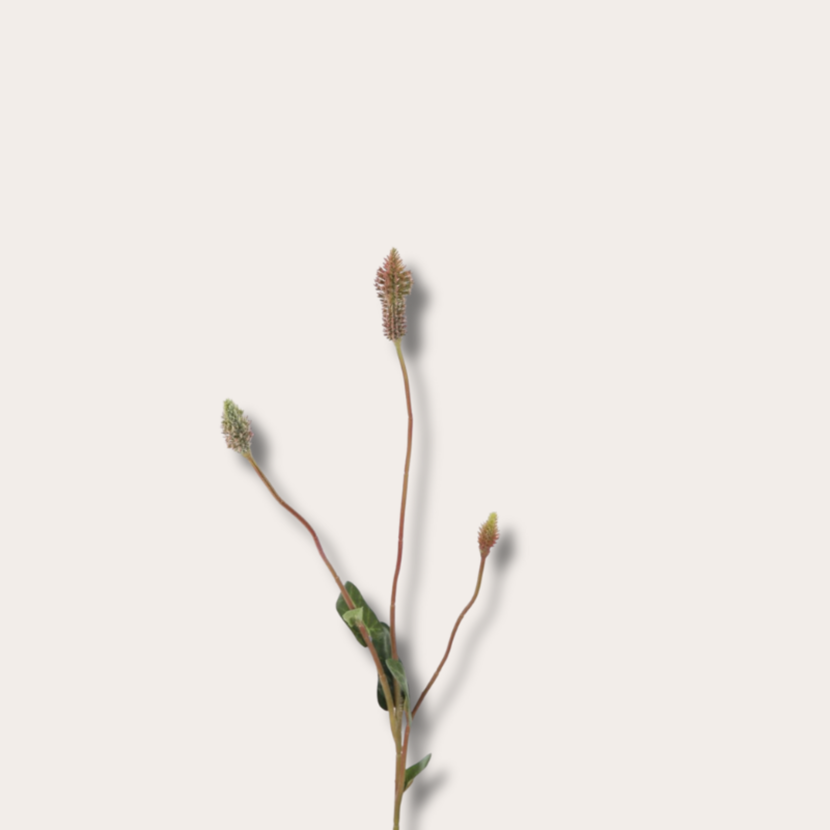 Zijden bloem - Ptilotus Spray