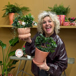 Hedera - helix - hartvorm S