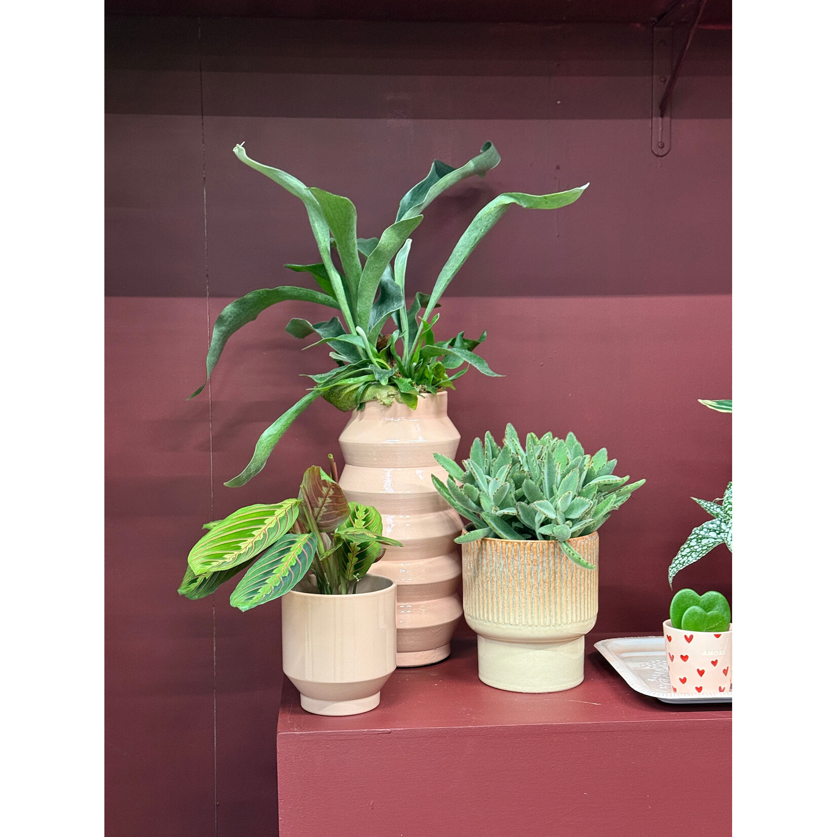 Vaas - Bloomvibe - Lichtroze