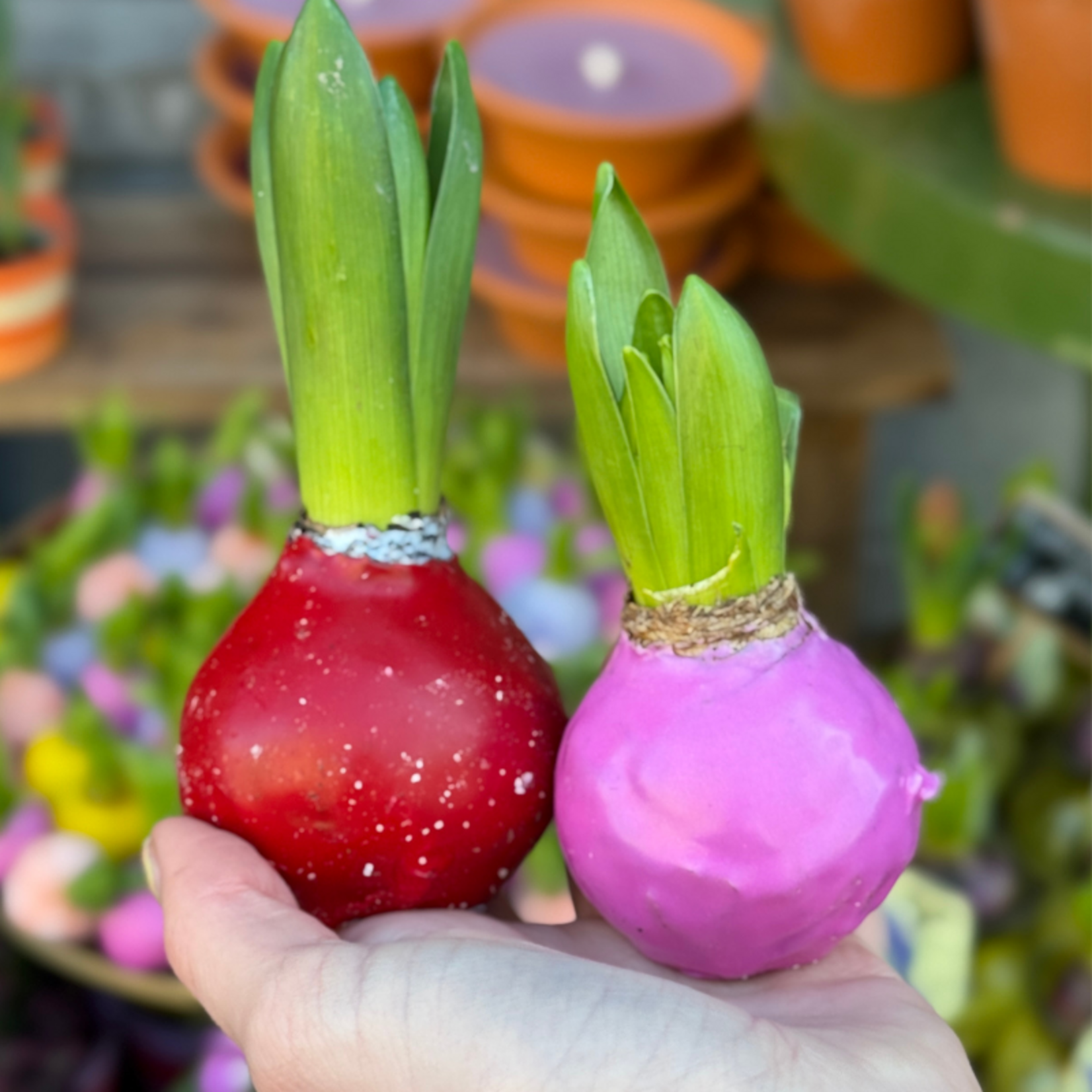 Hyacint set van 2 - roze/rood