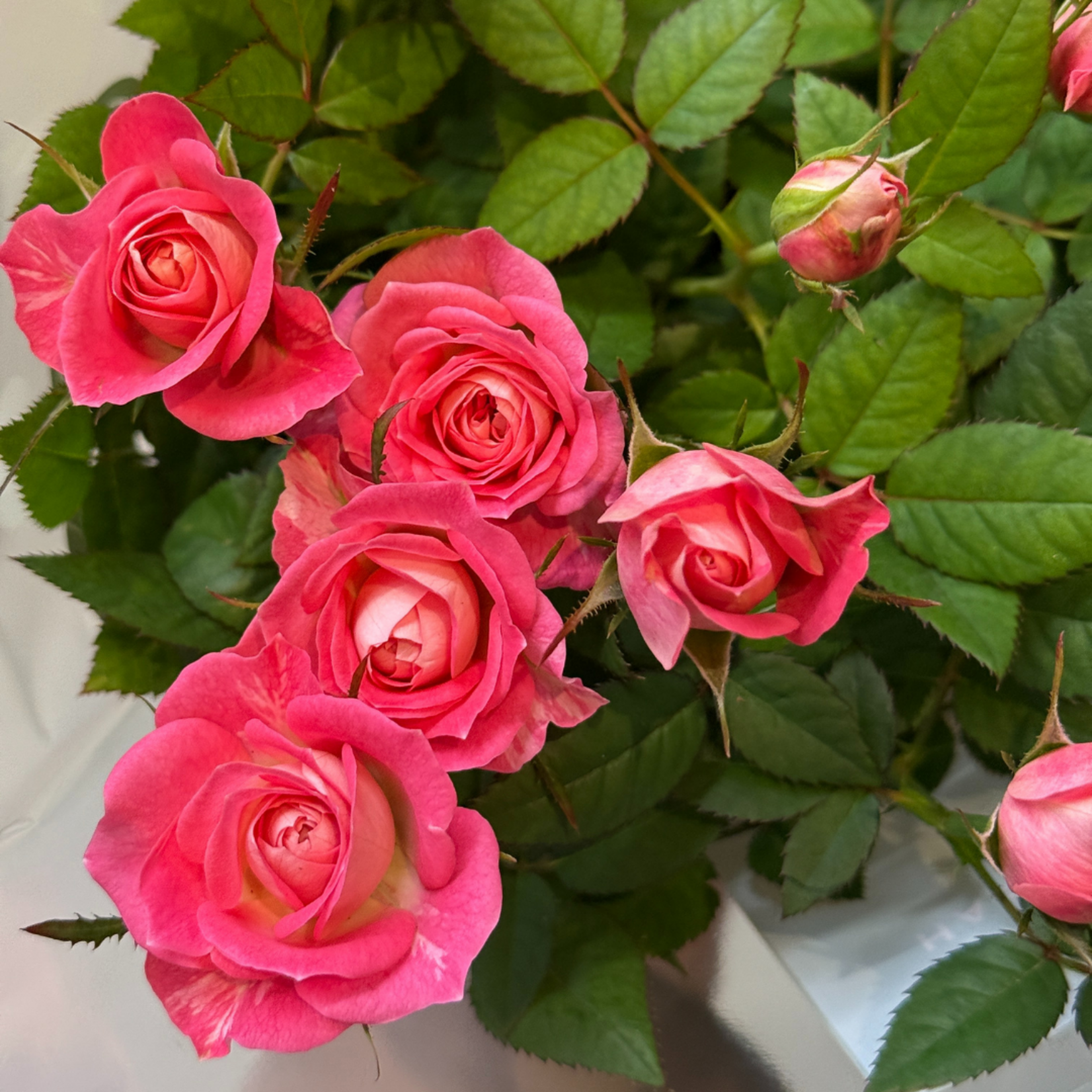 Groene Vingers Special van de week