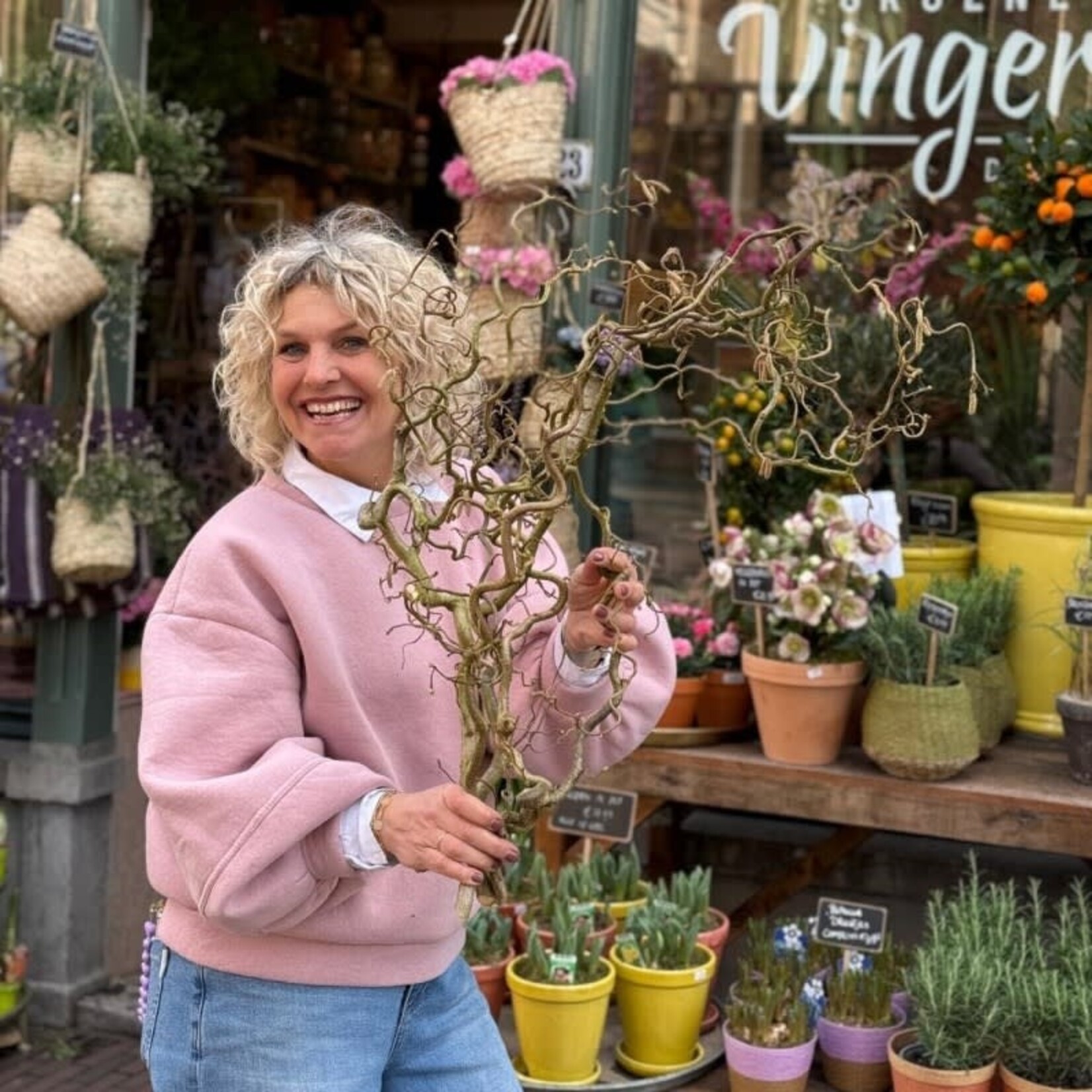 Kronkelhazelaar bos - 5 takken - (80 cm)