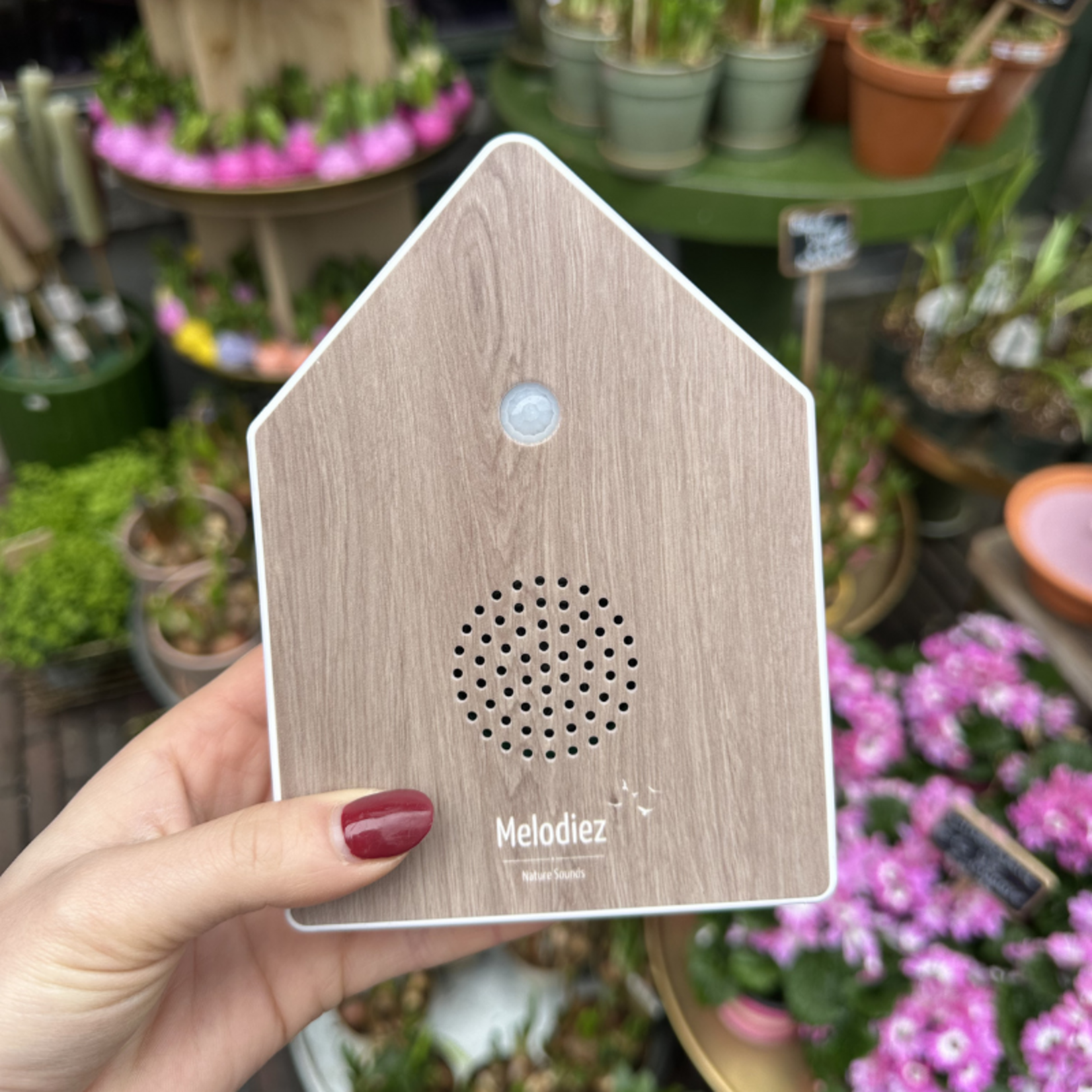 Nature sound box deluxe - Oak Harmony
