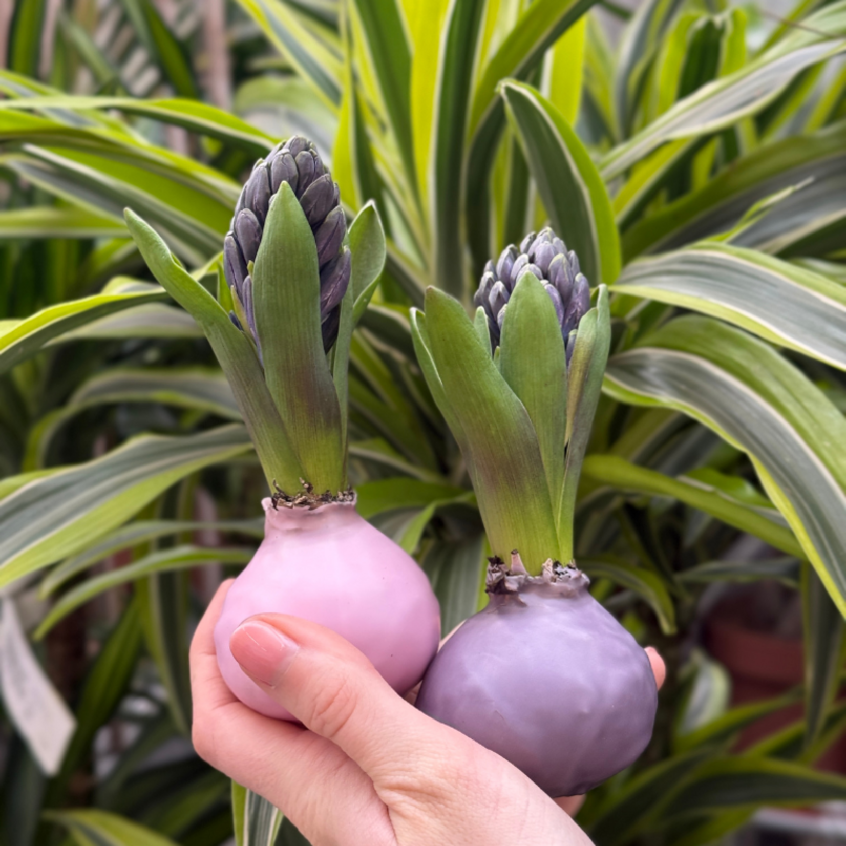 Hyacint set van 2 - lila/zacht roze