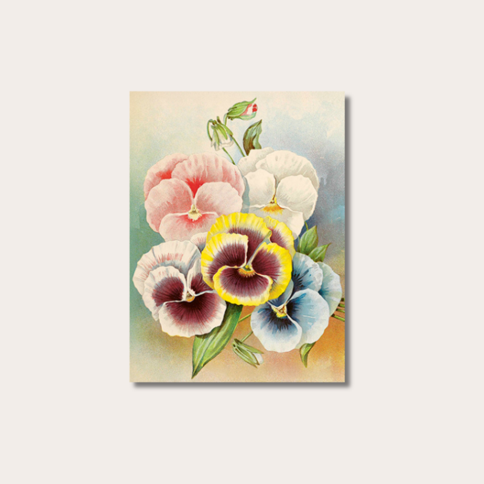 Wenskaart - Viooltje - Pastel