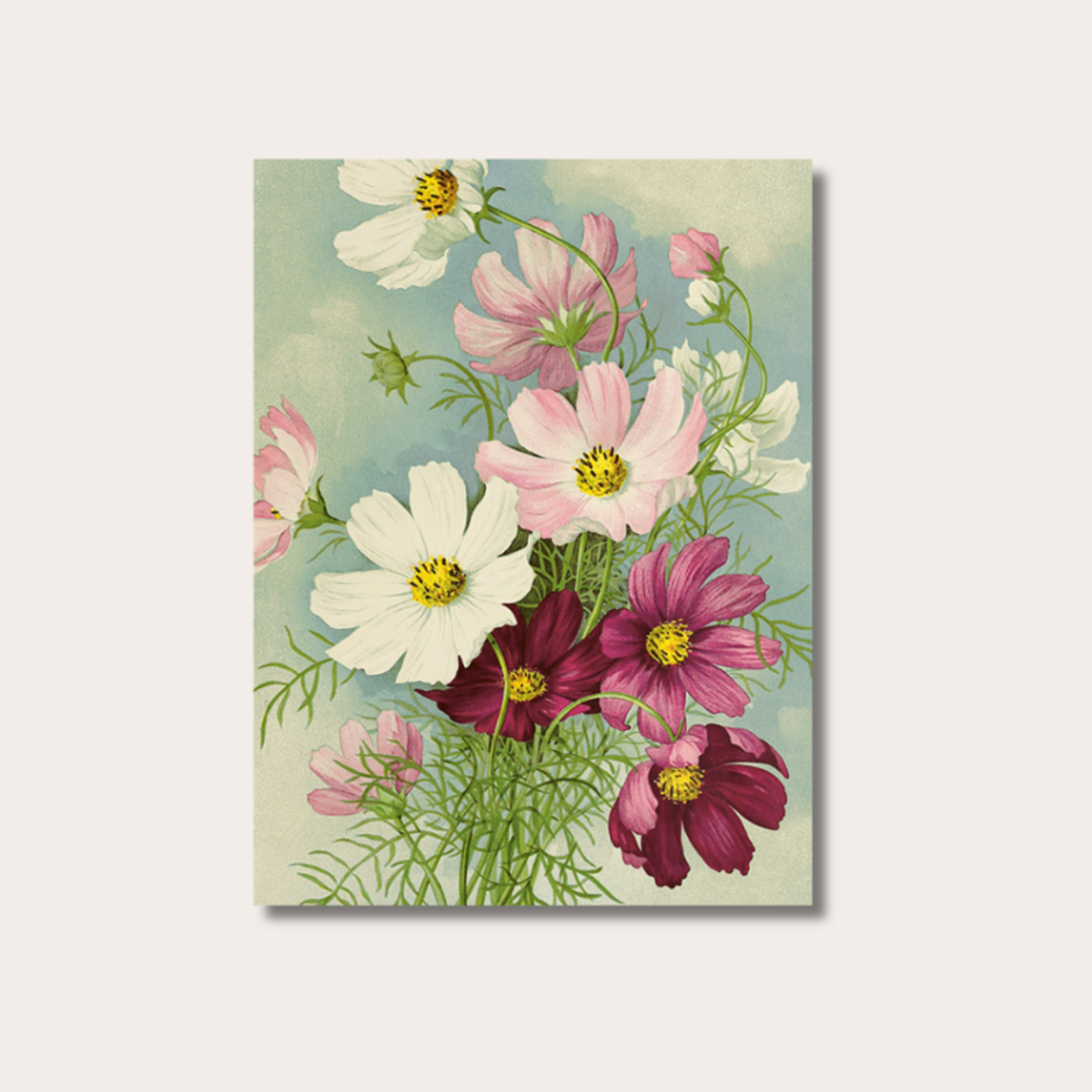 Poster - Cosmea - 18x24 cm