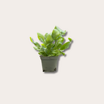 Phlebodium - 'Blue Star' mini