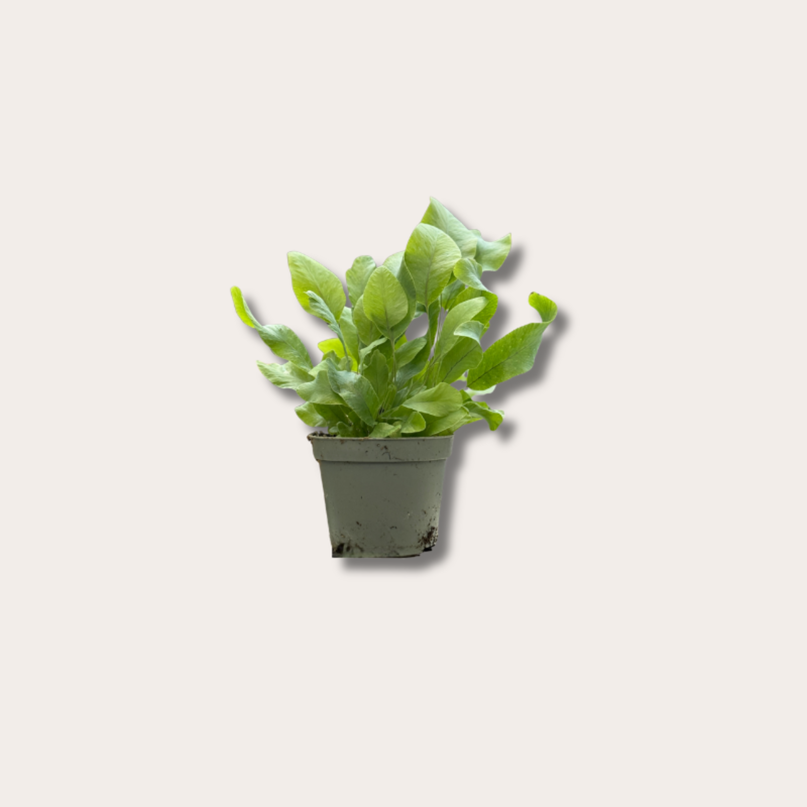 Phlebodium - 'Blue Star' mini