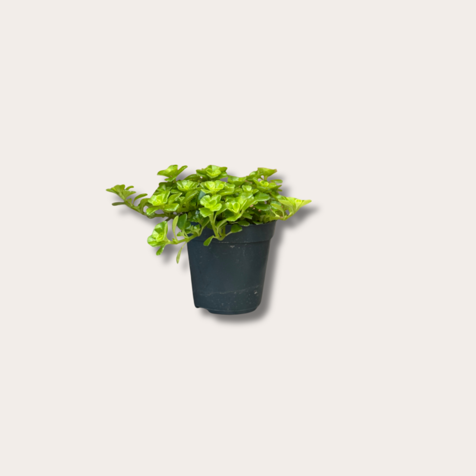 Pilea - depressa - mini