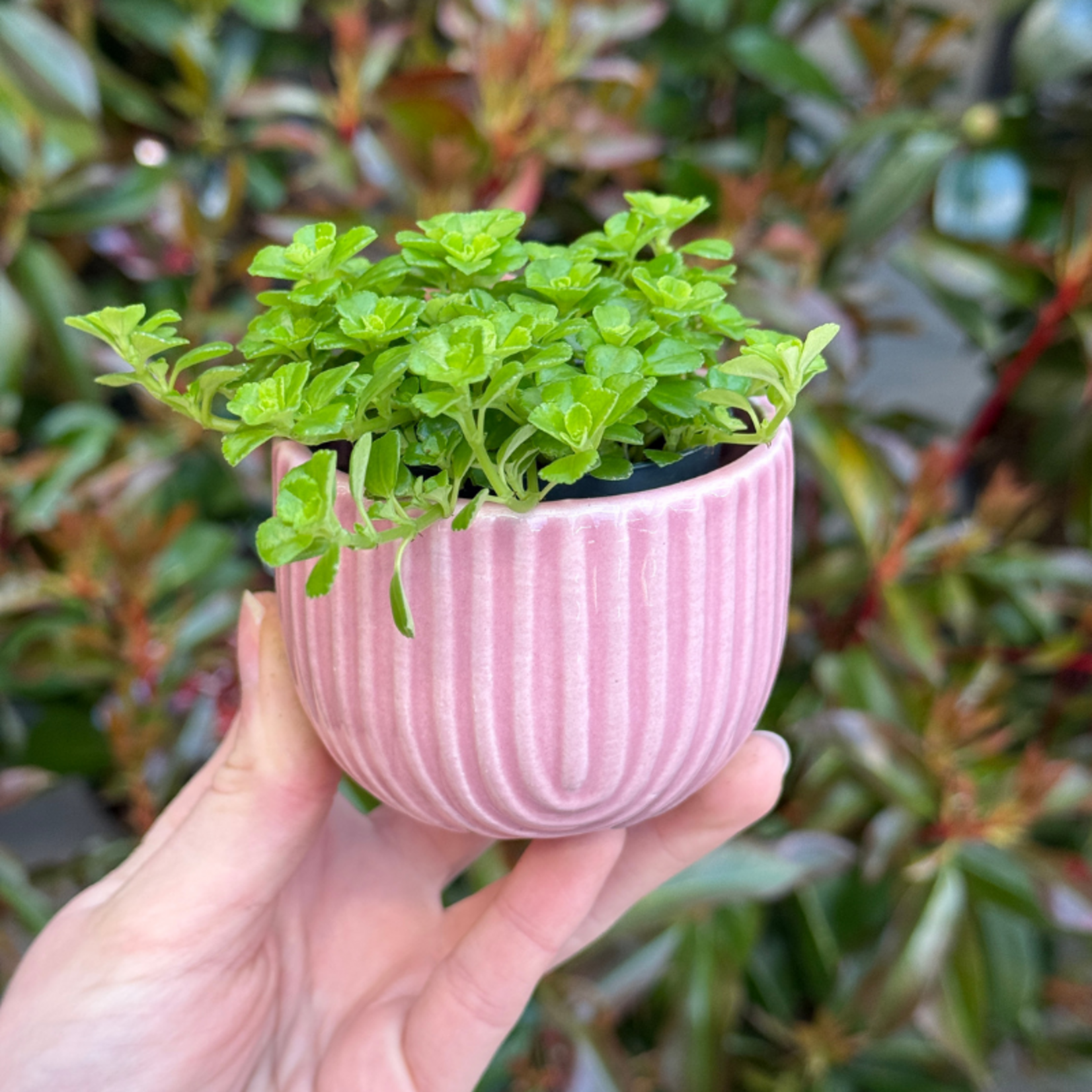 Pilea - depressa - mini