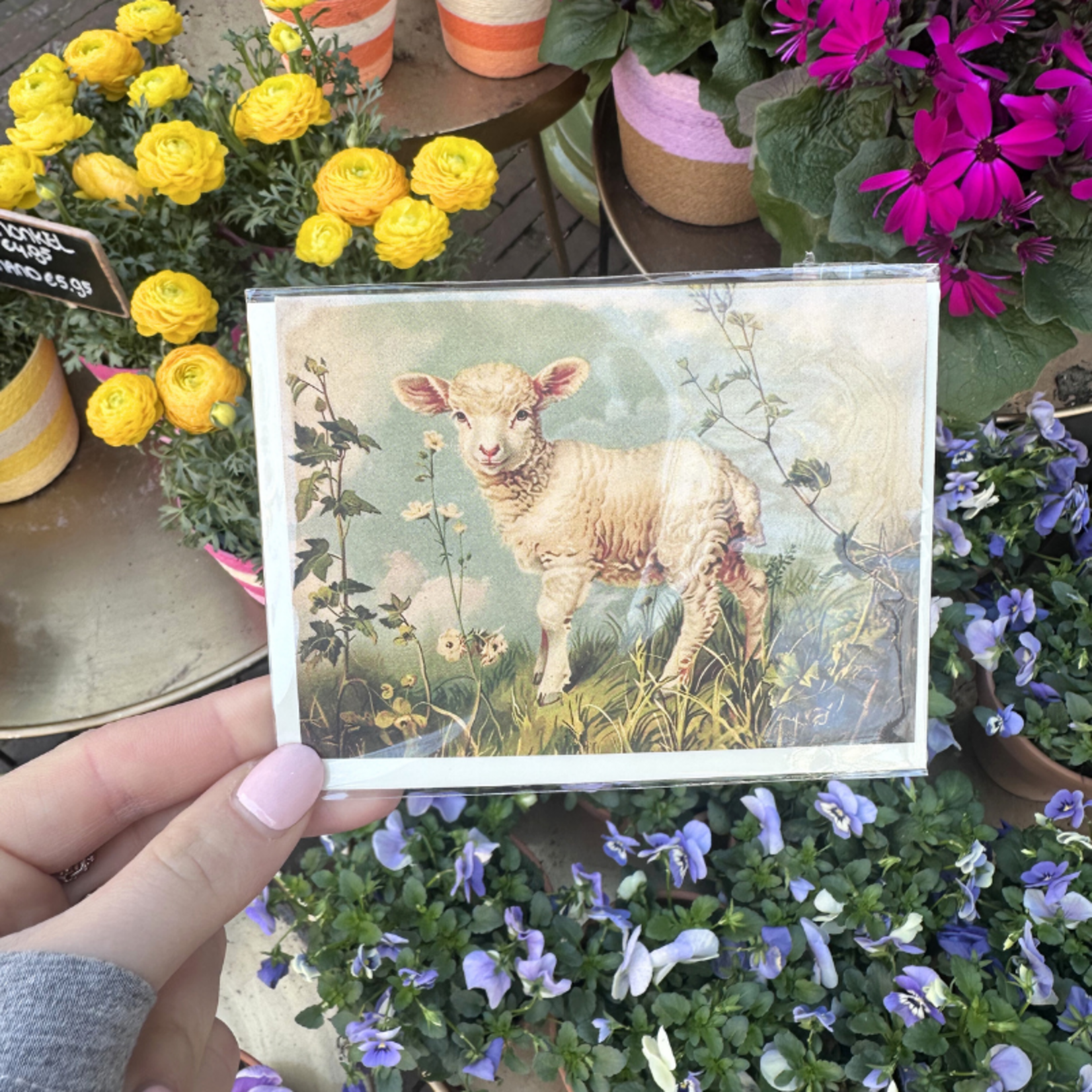 Wenskaart - Lammetje Lente