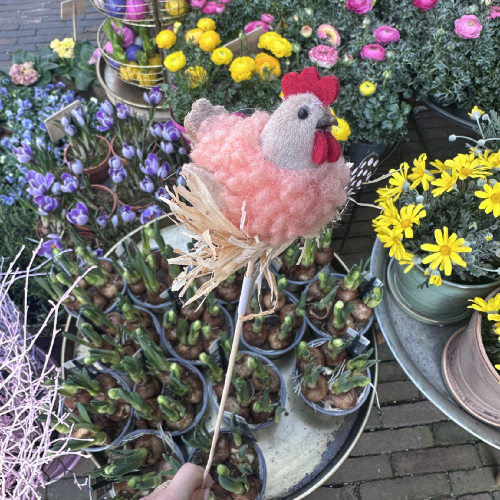 Paasprikker - Kip - Oranje