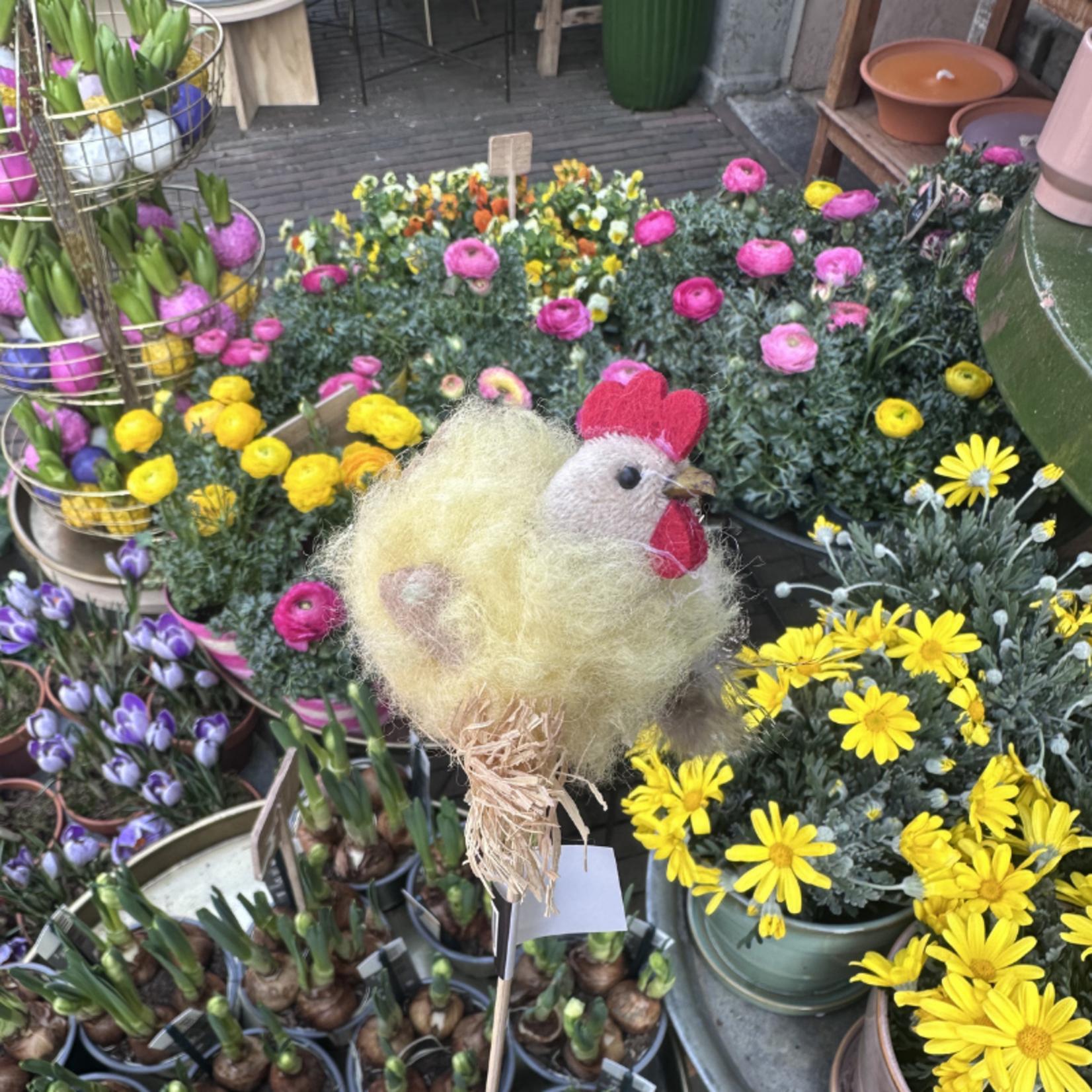 Paasprikker - Kip - Geel