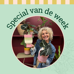 Groene Vingers Special van de week