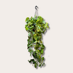 Epipremnum pinnatum XL