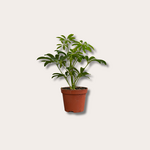 Schefflera - arborescens