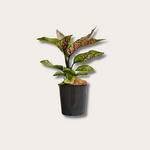 Aglaonema - 'Spotted'
