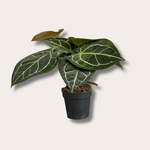 Anthurium - clarinervium M