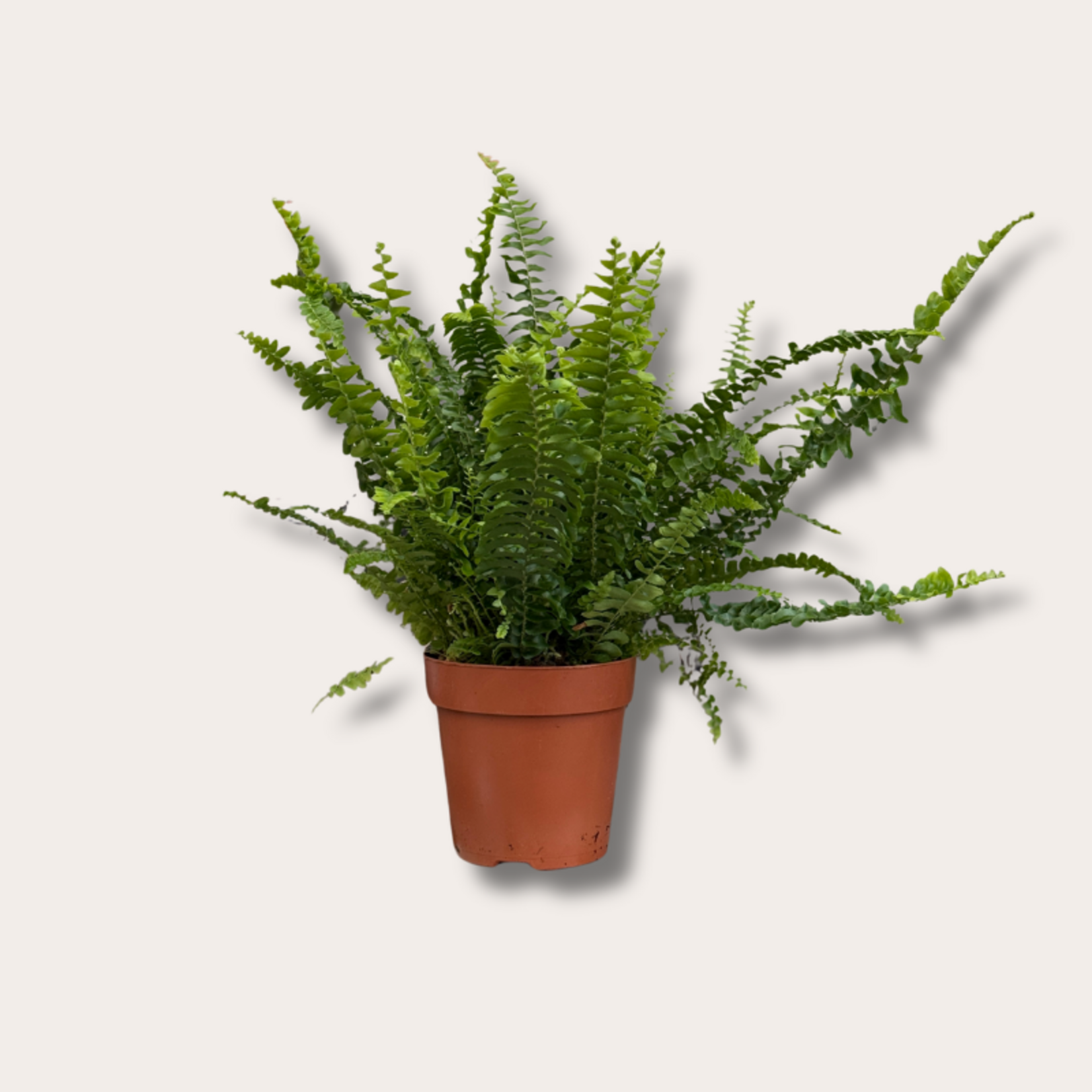 Nephrolepis exal 'Green Lady'
