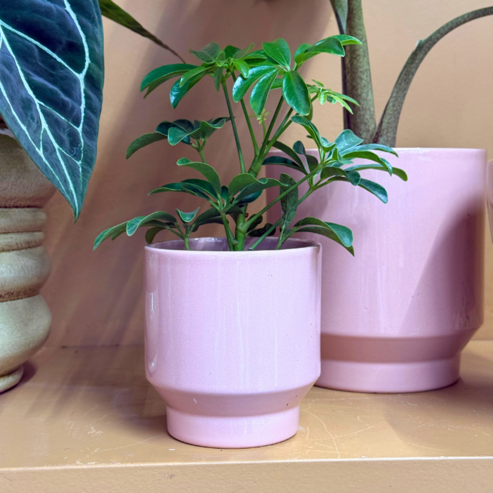 Schefflera - arborescens