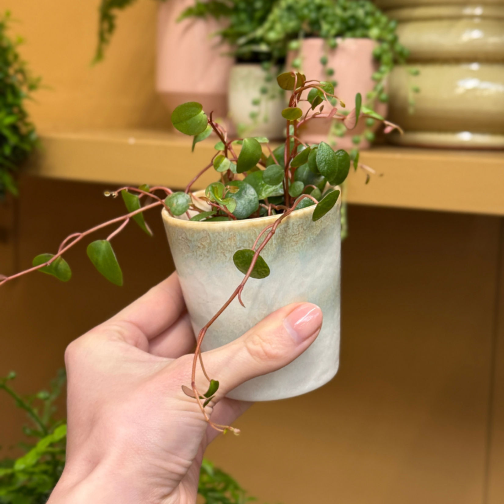 Peperomia - 'Pepperspot' mini