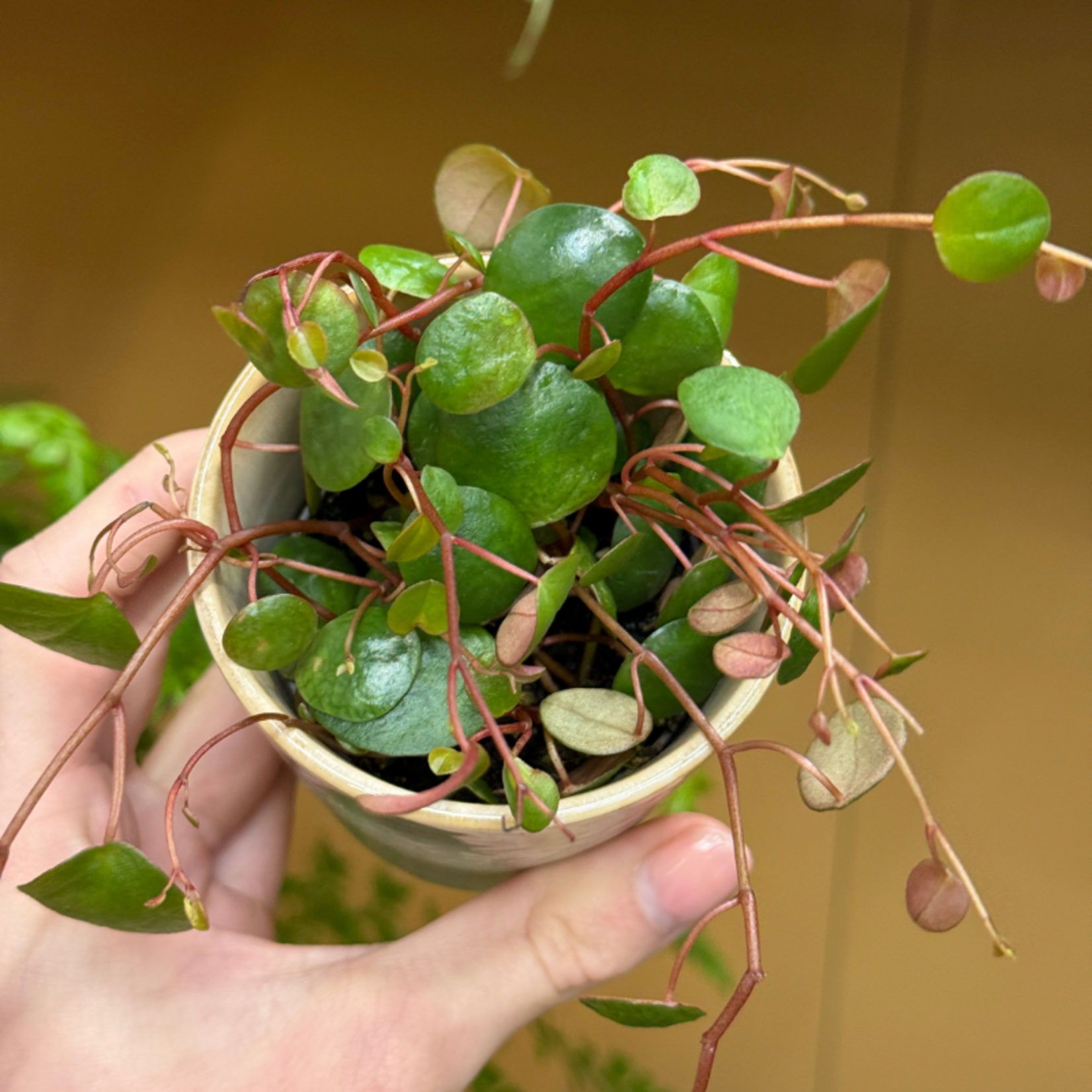 Peperomia - 'Pepperspot' mini