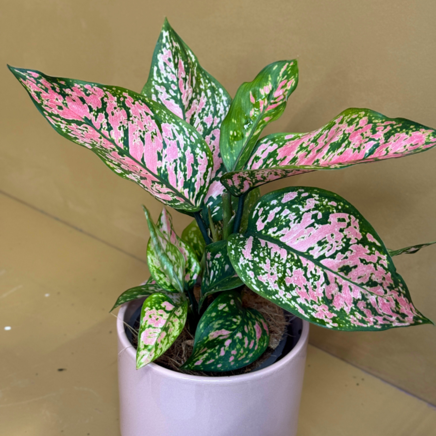 Aglaonema - 'Spotted'