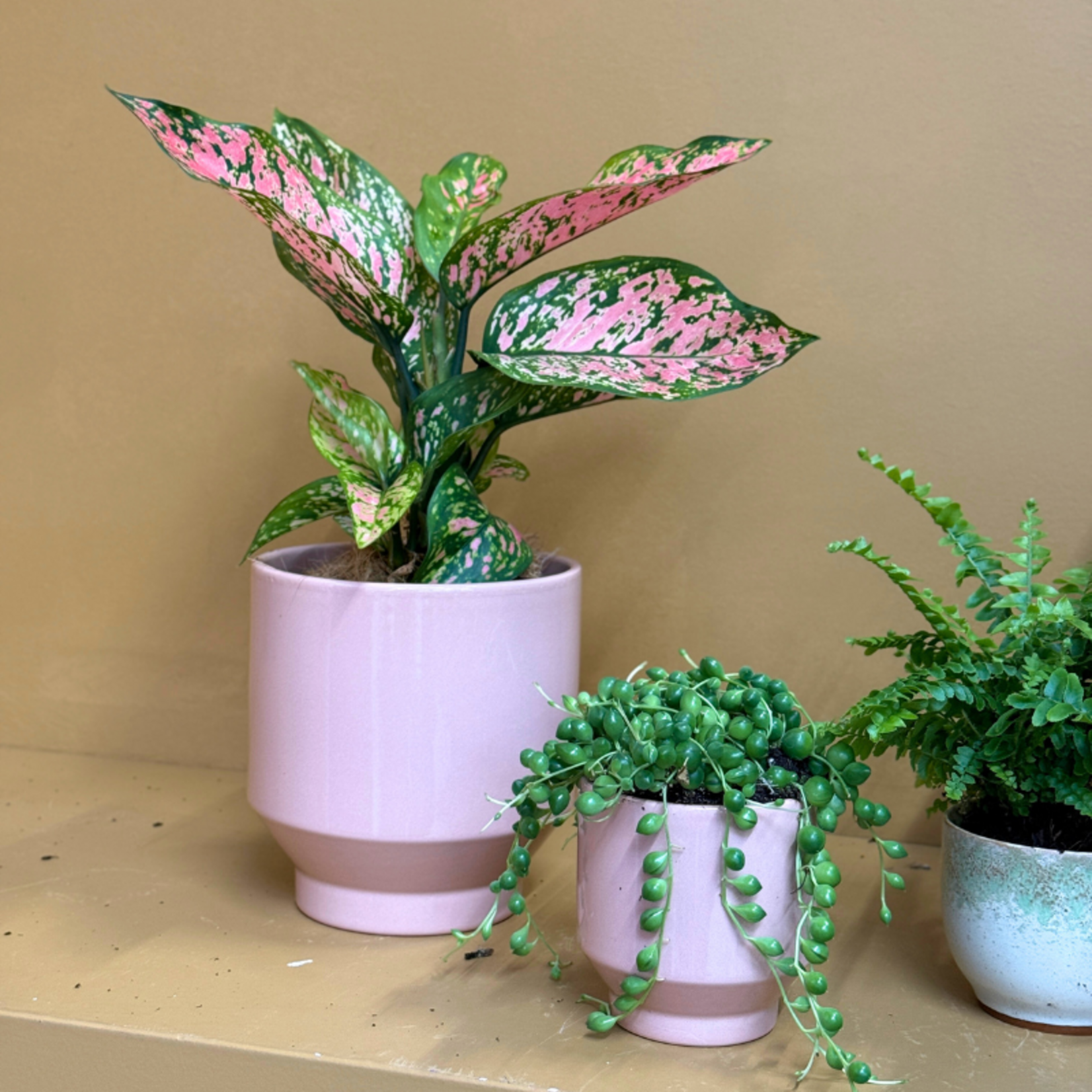 Aglaonema - 'Spotted'