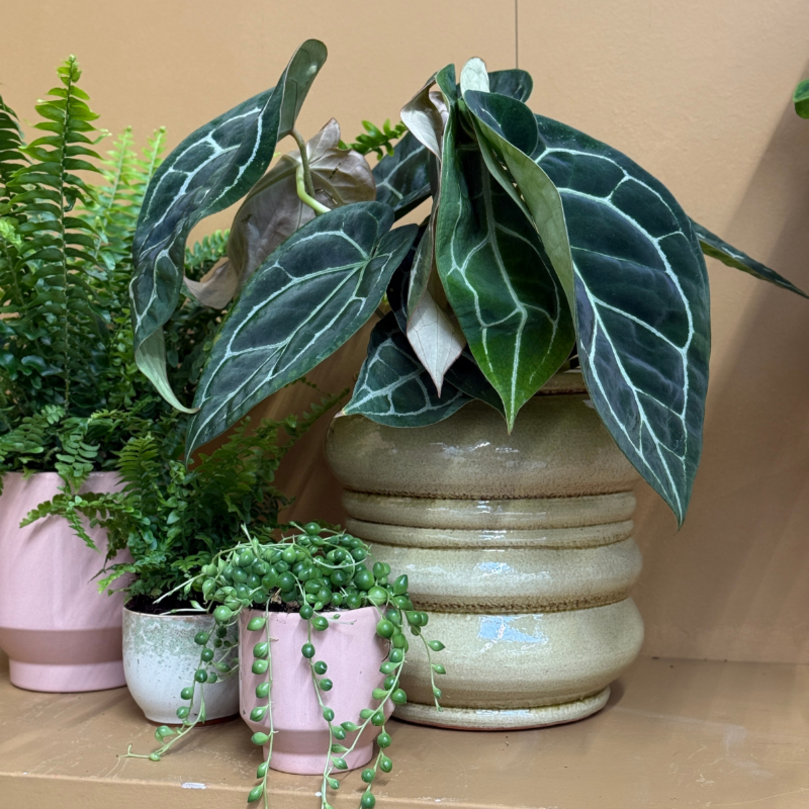 Anthurium - clarinervium M