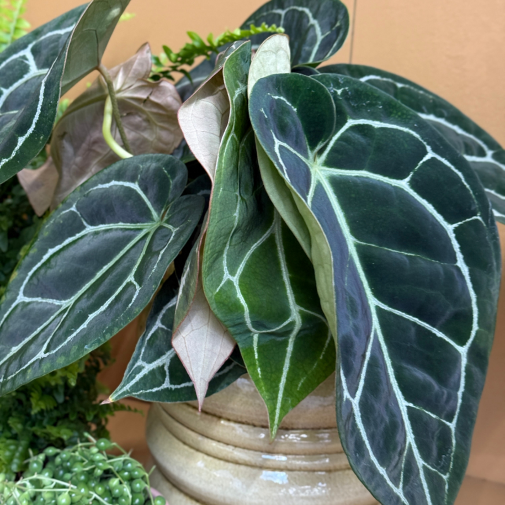 Anthurium - clarinervium M