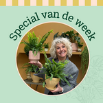 Groene Vingers Special van de week