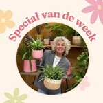 Groene Vingers Special van de week