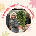Lenteweek aanbieding - Aeschynanthus (Lipstickplant)