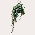 Lenteweek aanbieding - Aeschynanthus (Lipstickplant)