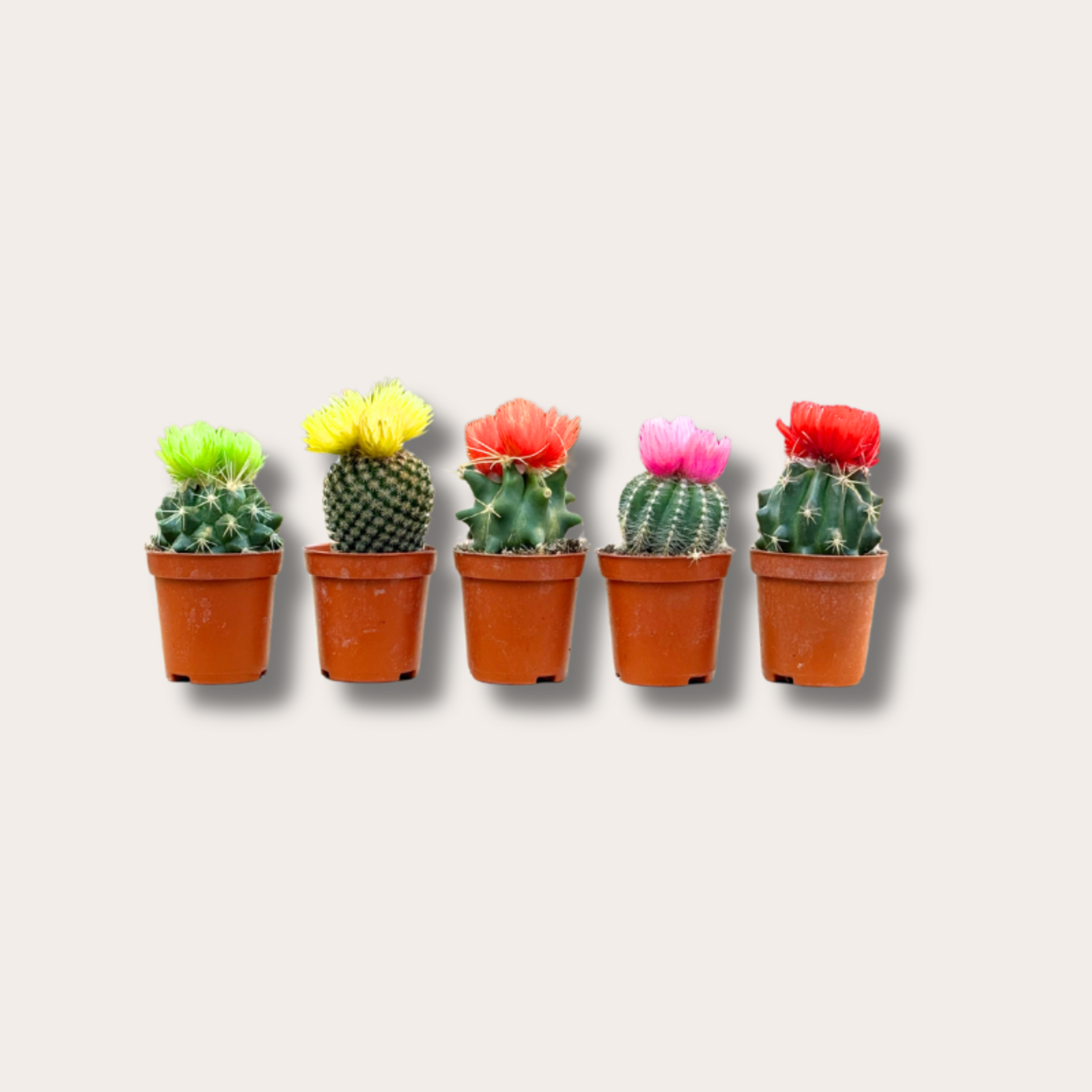 Cactussen met gedroogde bloemen